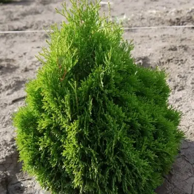 Туя МИКИ западная в Самохваловичи