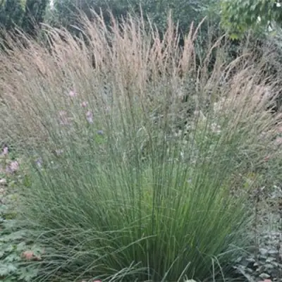 Молиния ХАЙДЕБРАУТ голубая в Самохваловичи