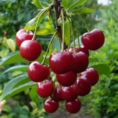 Вишня ВЯНОК в Самохваловичи