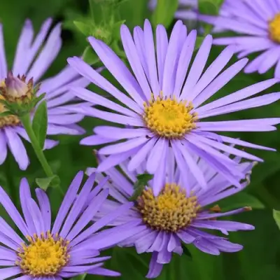 Астра ЛЕДИ ИН БЛЮ в Самохваловичи