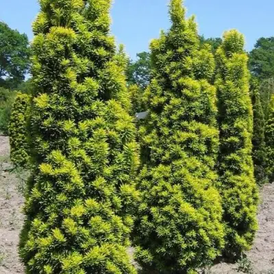 Тис ДАВИД ягодный в Самохваловичи