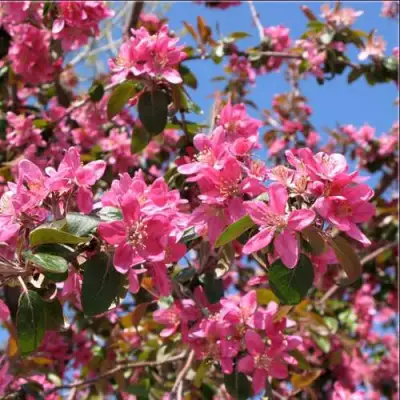 Яблоня ХЕЛЕНА декоративная в Самохваловичи