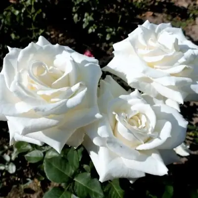 Роза БОИНГ чайно-гибридная в Самохваловичи