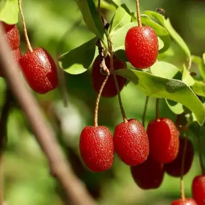 ГУМИ (ЛОХ МНОГОЦВЕТКОВЫЙ) в Самохваловичи