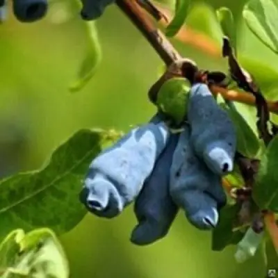 Жимолость съедобная ПУШКИНСКАЯ в Самохваловичи