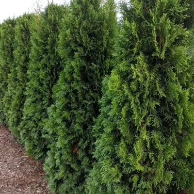Туя ПИРАМИДАЛИС КОМПАКТА западная в Самохваловичи
