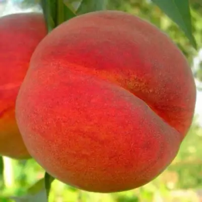Персик МАЙСКИЙ ЦВЕТОК в Самохваловичи