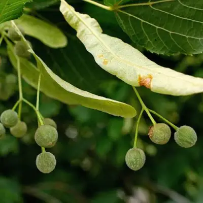 Липа сердцевидная в Самохваловичи