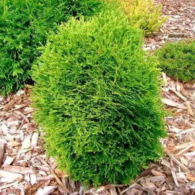 Туя ВОТЕРФИЛД западная в Самохваловичи