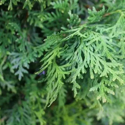 Туя ПИРАМИДАЛИС КОМПАКТА западная в Самохваловичи