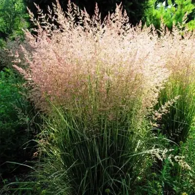 Молиния ФОНТЕЙН тростниковая в Самохваловичи