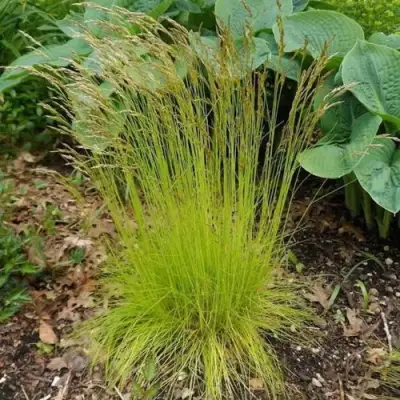 Щучка ТАТРА ГОЛД извилистая в Самохваловичи