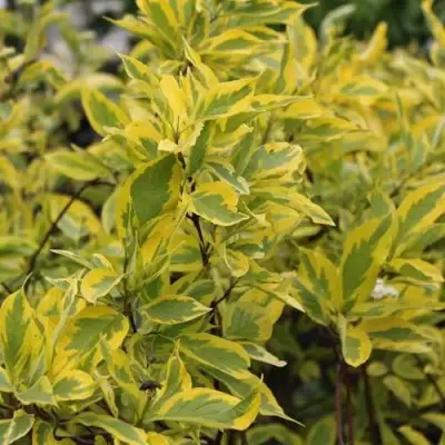 Дерен ШПЕТА белый в Самохваловичи