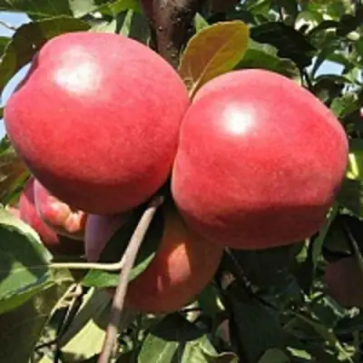 Яблоня ЗАСЛАВСКОЕ в Самохваловичи