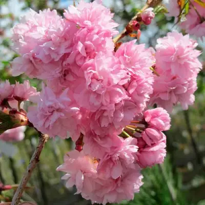 Сакура КИКУ ШИДАРЕ в Самохваловичи