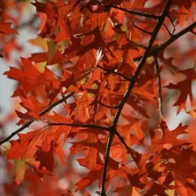Дуб болотный в Самохваловичи