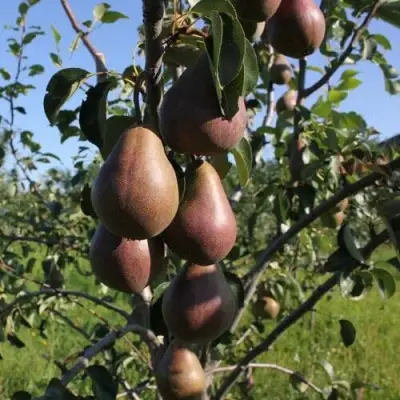 Груша БРЯНСКАЯ КРАСАВИЦА в Самохваловичи