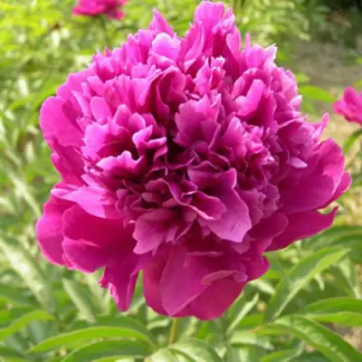 Пион КИТАЙСКИЙ ШЕЛК травянистый в Самохваловичи