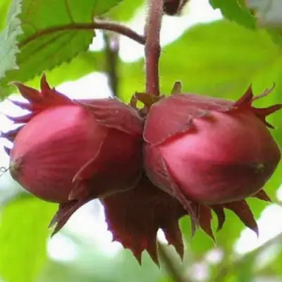 Фундук АЙВЕНГО в Самохваловичи