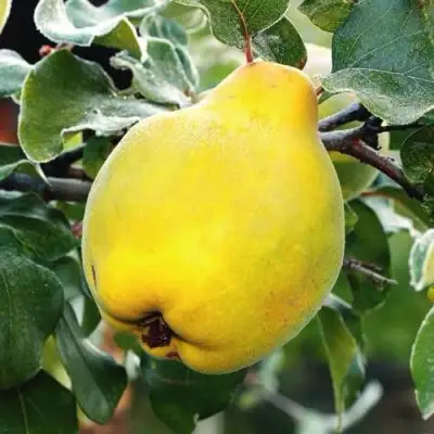 Айва РУМО в Самохваловичи