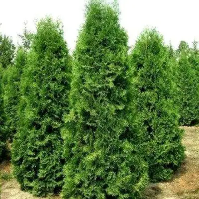 Туя ПИРАМИДАЛИС КОМПАКТА западная в Самохваловичи