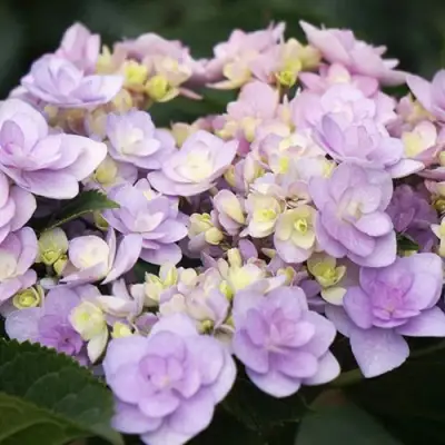 Гортензия крупнолистная Ю энд ми форевер 