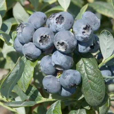 Голубика БРИГИТТА в Самохваловичи