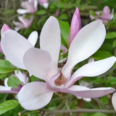 Магнолия ДЖОРДЖ ГЕНРИ КЕРН в Самохваловичи