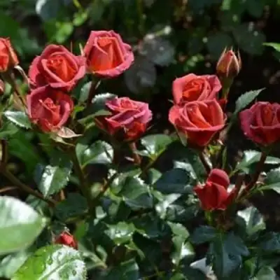 Роза ЧОКОЧИНО спрей в Самохваловичи