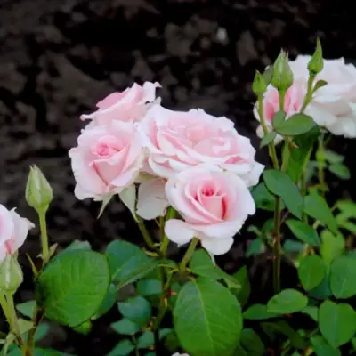 Роза ФЛАМИНГО чайно-гибридная в Самохваловичи