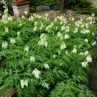 Дицентра красивая АВРОРА в Самохваловичи