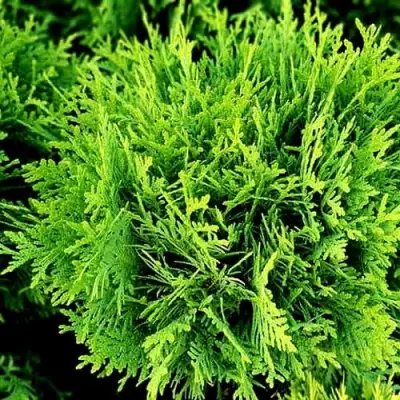 Туя ДАНИКА западная в Самохваловичи