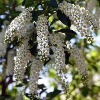 Черемуха виргинская ШУБЕРТ в Самохваловичи