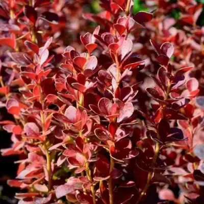 Барбарис ВУЛКАНО тунберга в Самохваловичи