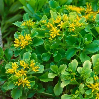 Очиток (седум) ИММЕРГРУН камчатский в Самохваловичи