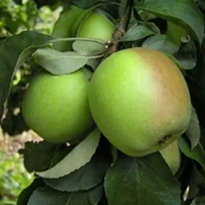 Яблоня ПАМЯТЬ СИКОРЫ в Самохваловичи