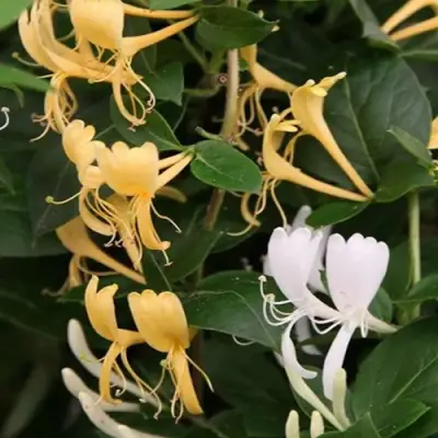 Жимолость ХАЛЛИАНА японская (Хелиана) в Самохваловичи