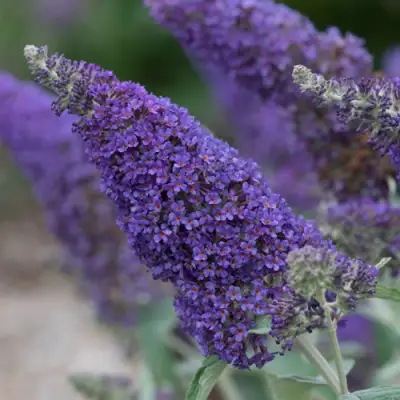 Буддлея НАНО ПЕРПЛ  в Самохваловичи