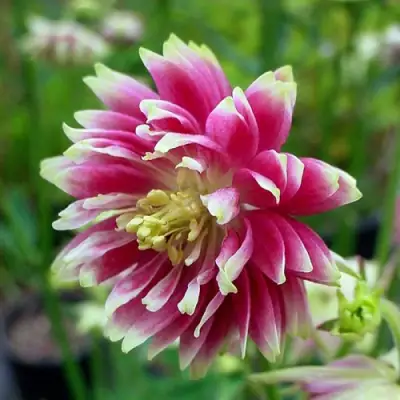 Аквилегия БАРЛОУ НОРА гибрид МакКаны в Самохваловичи