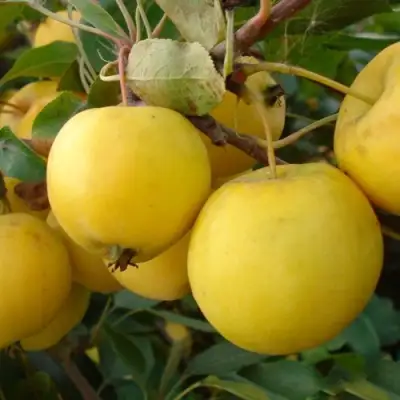 Яблоня УРАЛЬСКОЕ НАЛИВНОЕ в Самохваловичи