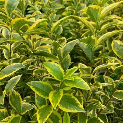 Бирючина АУРЕУМ овальнолистная в Самохваловичи