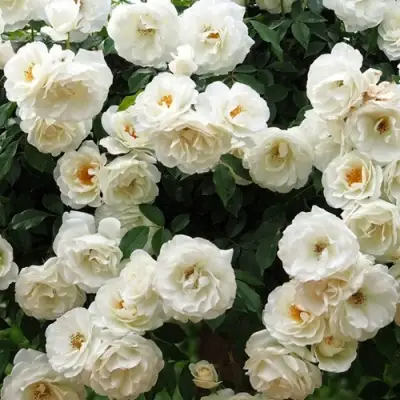 Роза АЙСБЕРГ флорибунда в Самохваловичи