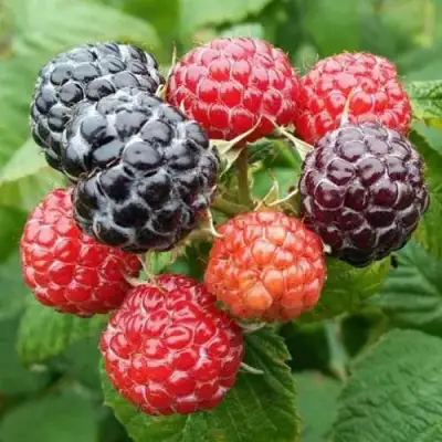 Малина БРИСТОЛЬ в Самохваловичи