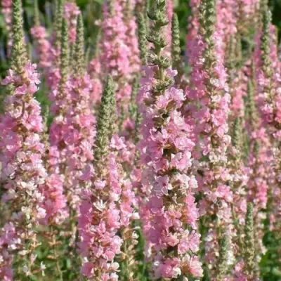 Дербенник БЛАШ иволистный в Самохваловичи