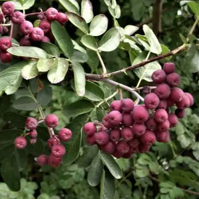 Рябина ДЕСЕРТНАЯ МИЧУРИНА сладкоплодная в Самохваловичи