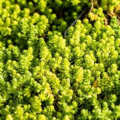 Очиток (седум) ЙЕЛЛОУ КВИН едкий в Самохваловичи