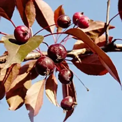 Яблоня РОЯЛТИ декоративная в Самохваловичи