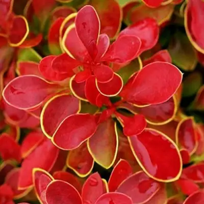 Барбарис КОРАЛ тунберга в Самохваловичи