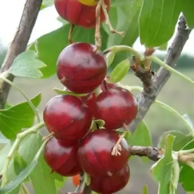 Смородина золотистая КЛЮКВЕННАЯ в Самохваловичи