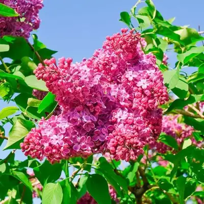 Сирень КРАСНАЯ МОСКВА в Самохваловичи